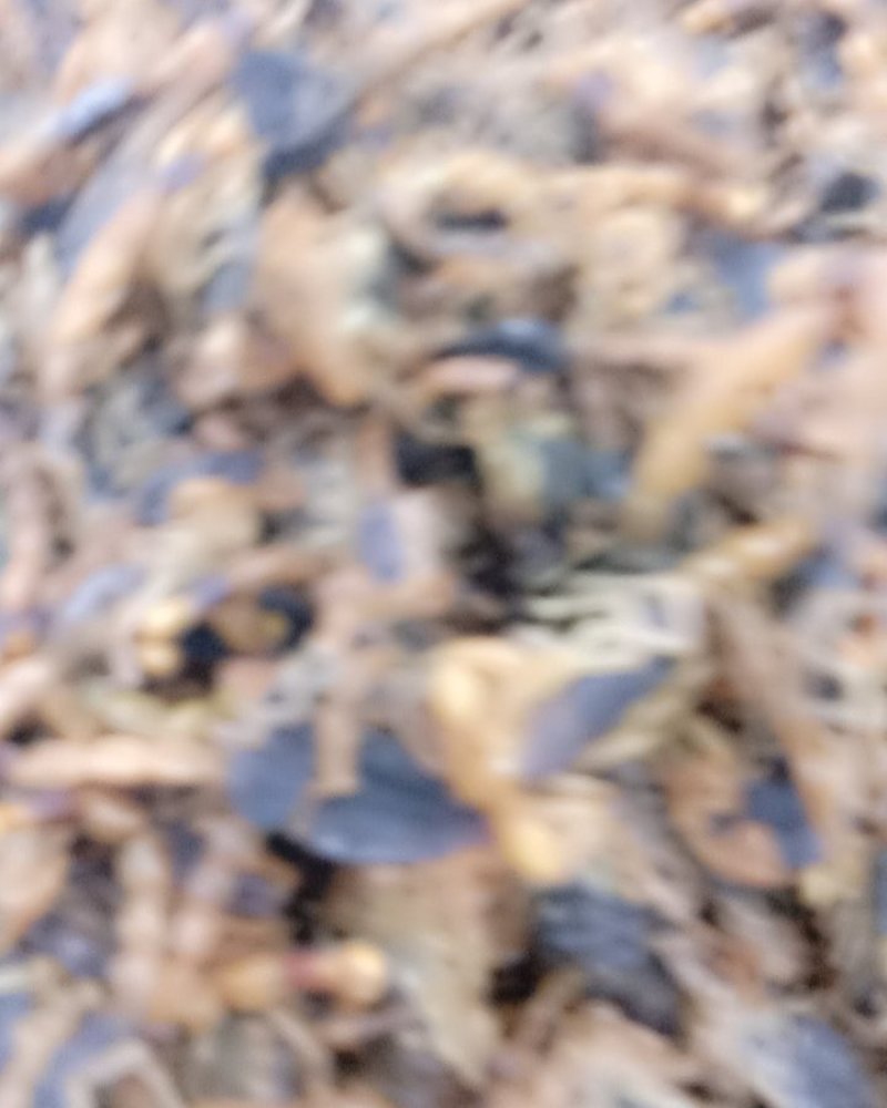 全虫，常年批发供应各种规格全虫，蝎子中药材