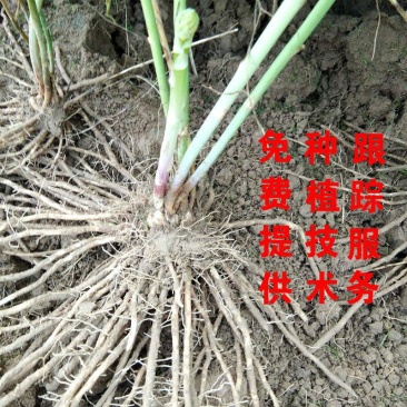 【免费补发】芦笋苗20根以上两年大苗死苗可视频发货