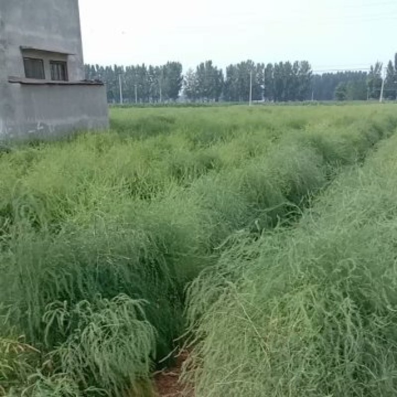 【免费补发】芦笋苗20根以上两年大苗死苗可视频发货