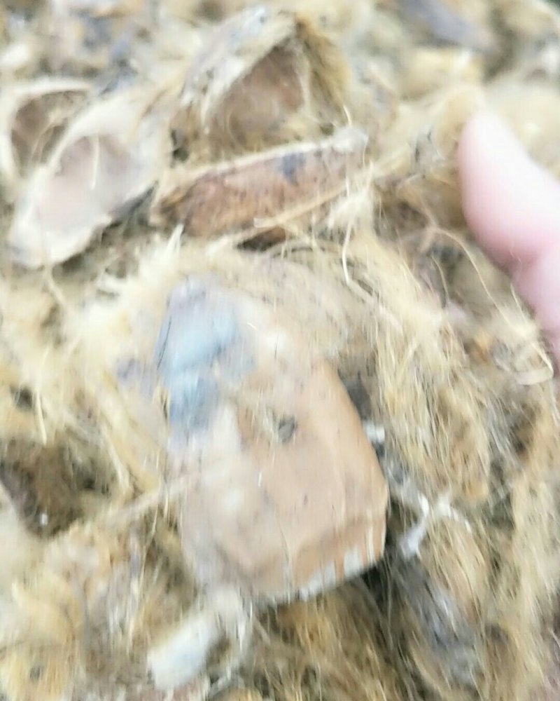 大腹皮，常年批发供应大腹皮中药材