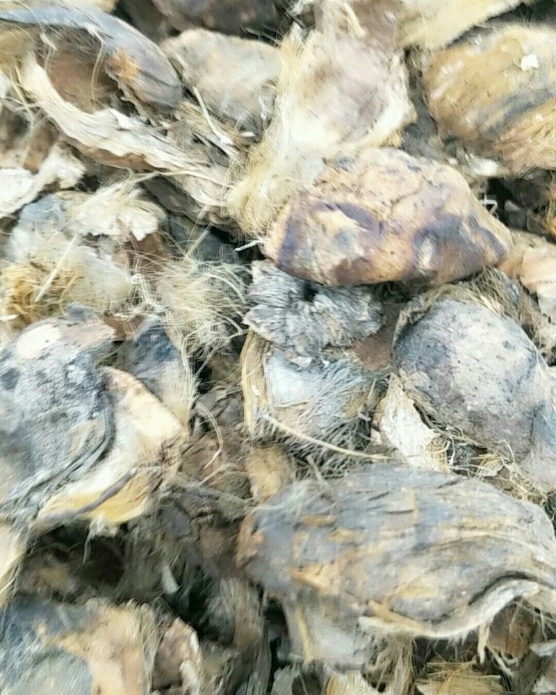 大腹皮，常年批发供应大腹皮中药材