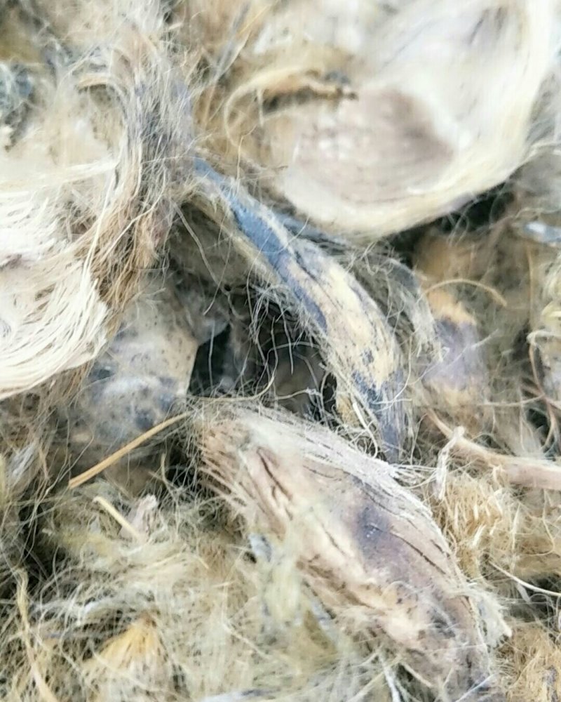 大腹皮，常年批发供应大腹皮中药材