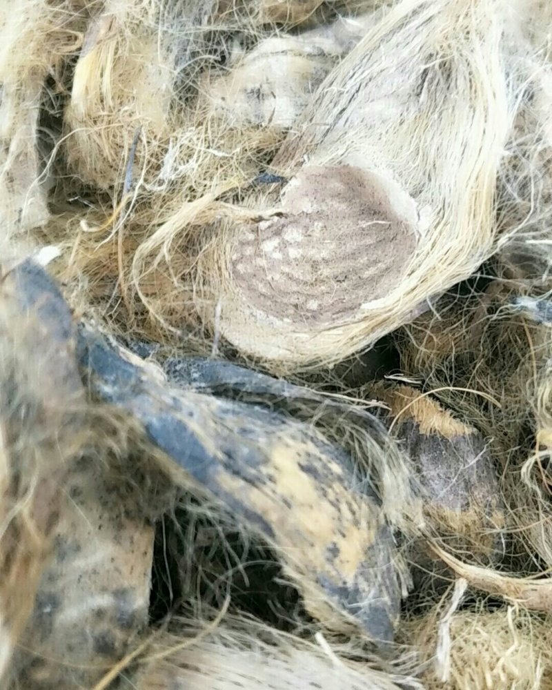 大腹皮，常年批发供应大腹皮中药材