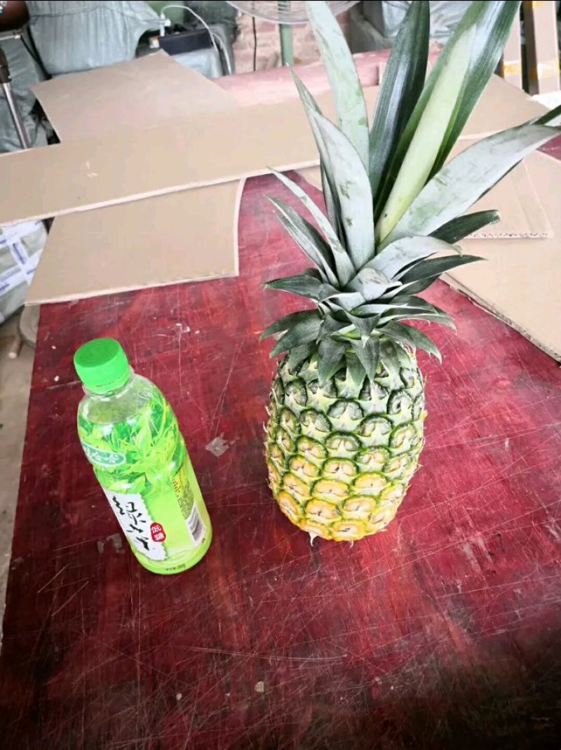 新品种凤梨菠萝苗金钻16号菠萝苗台湾农23号适合盆载包邮