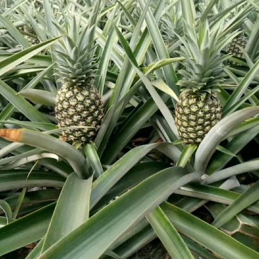 新品种凤梨菠萝苗金钻16号菠萝苗台湾农23号适合盆载包邮