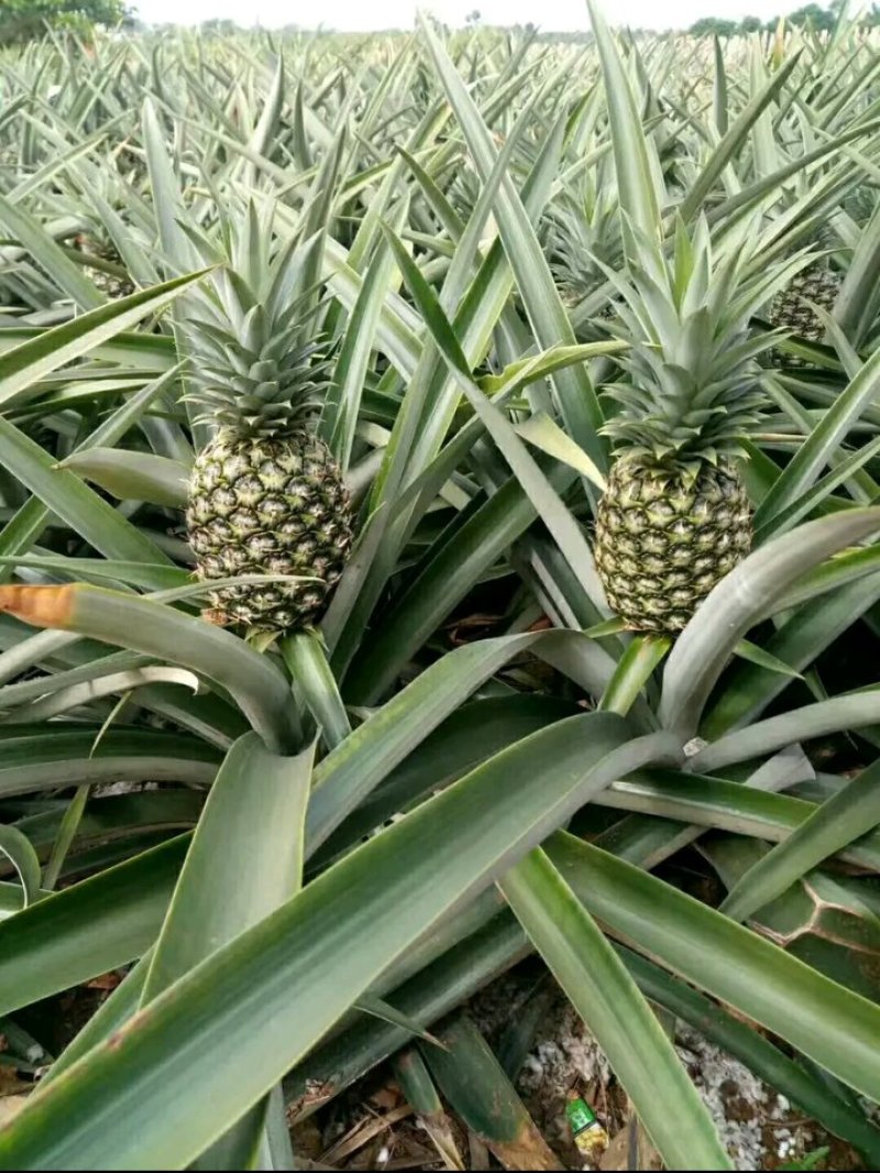 新品种凤梨菠萝苗金钻16号菠萝苗台湾农23号适合盆载包邮