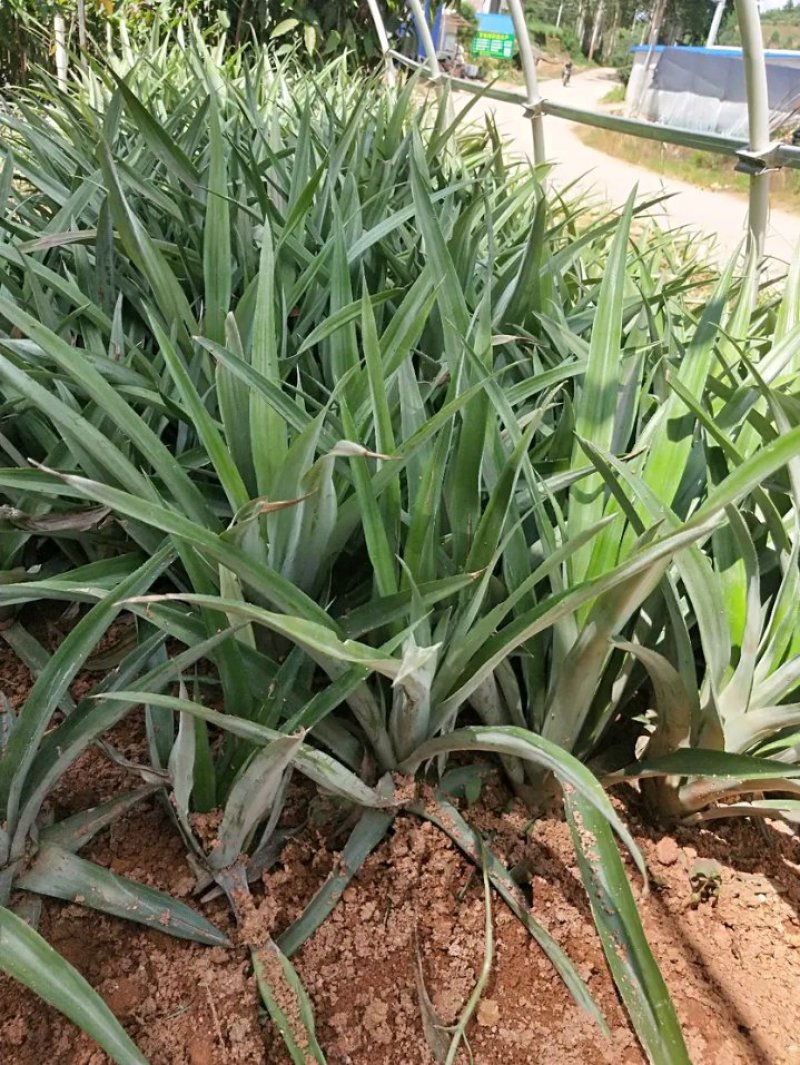 新品种凤梨菠萝苗金钻16号菠萝苗台湾农23号适合盆载包邮