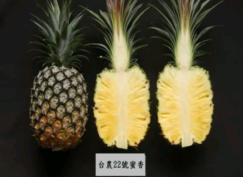 新品种凤梨菠萝苗金钻16号菠萝苗台湾农23号适合盆载包邮