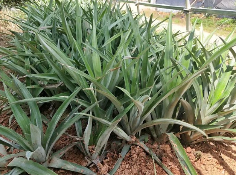 新品种凤梨菠萝苗金钻16号菠萝苗台湾农23号适合盆载包邮