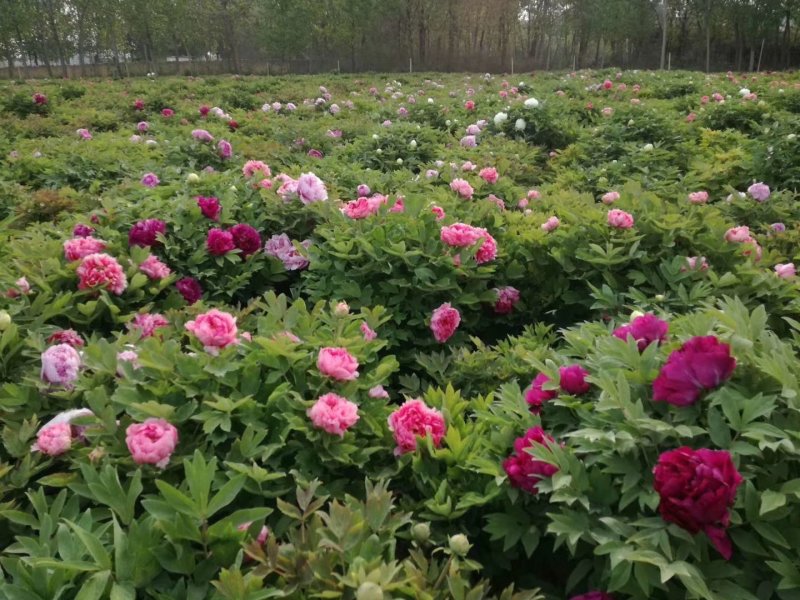 菏泽牡丹牡丹花牡丹苗观赏牡丹雪映桃花