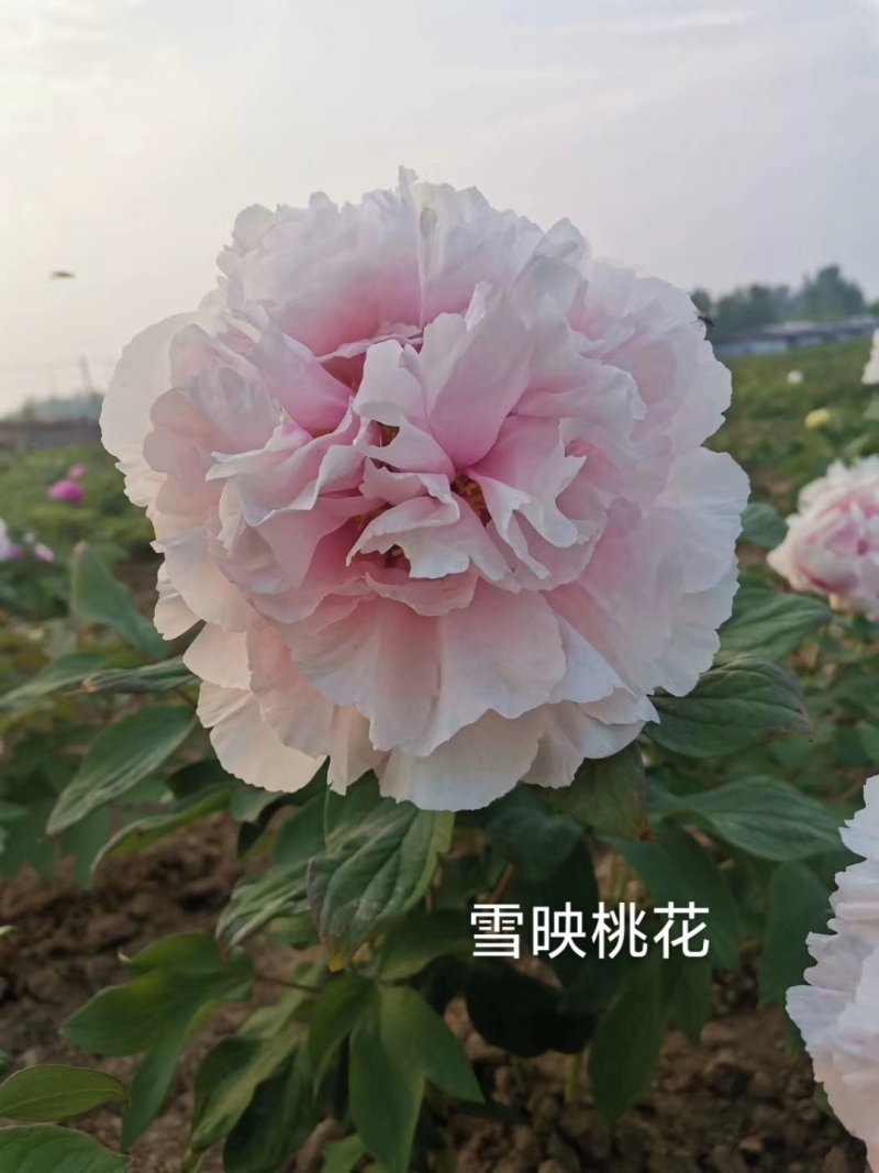 菏泽牡丹牡丹花牡丹苗观赏牡丹雪映桃花