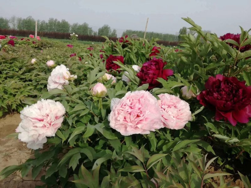 菏泽牡丹牡丹花牡丹苗观赏牡丹雪映桃花