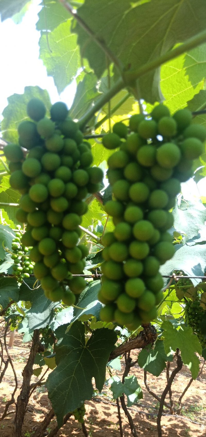 葡萄_水晶葡萄-小串，2-3两左右