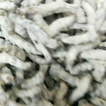 僵蚕，常年批发供应正品僵蚕，中药材量大从优