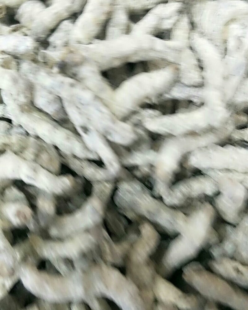 僵蚕，常年批发供应正品僵蚕，中药材量大从优