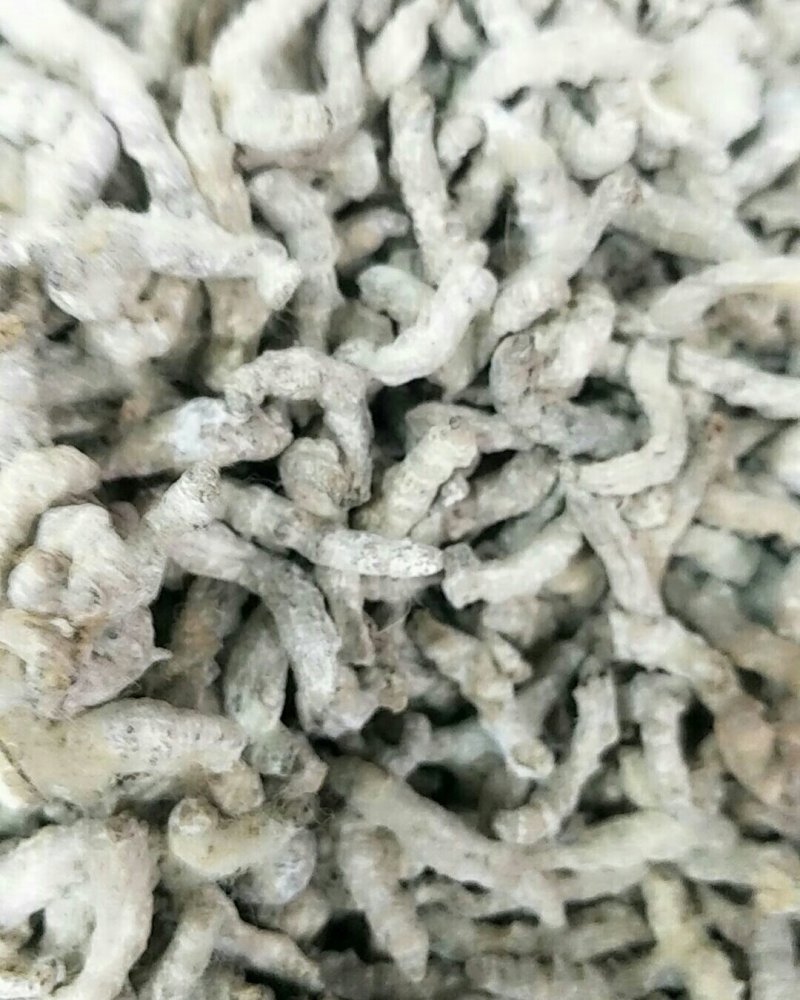 僵蚕，常年批发供应正品僵蚕，中药材量大从优