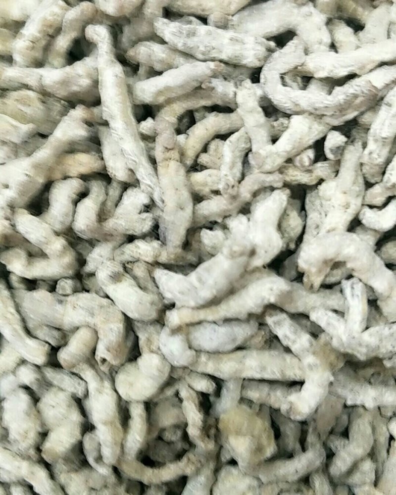 僵蚕，常年批发供应正品僵蚕，中药材量大从优