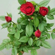 玫瑰，基地直销各个品种的玫瑰，绿化工程用苗，花色齐全，欢