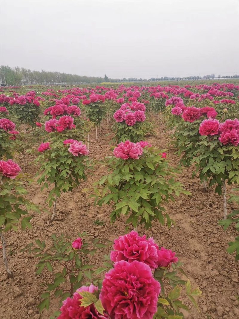 菏泽观赏牡丹牡丹花牡丹苗牡丹种植地出售牡丹树