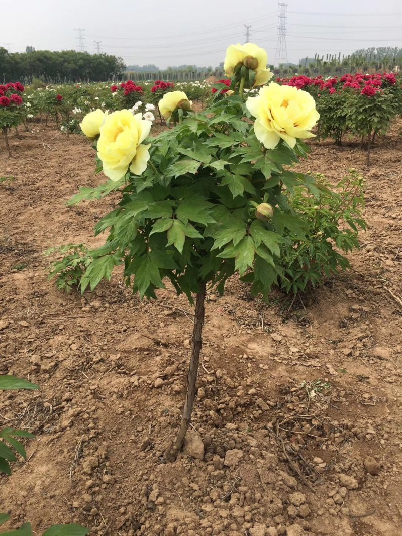 菏泽观赏牡丹牡丹花牡丹苗牡丹种植地出售牡丹树