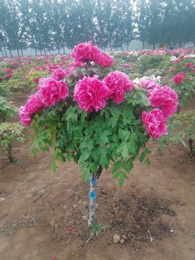 菏泽观赏牡丹牡丹花牡丹苗牡丹种植地出售牡丹树