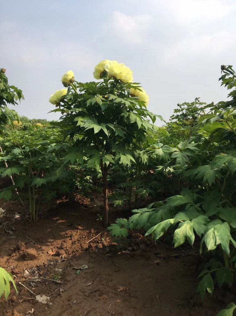 菏泽观赏牡丹牡丹花牡丹苗牡丹种植地出售牡丹树