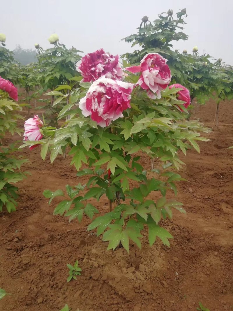 菏泽观赏牡丹牡丹花牡丹苗牡丹种植地出售牡丹树