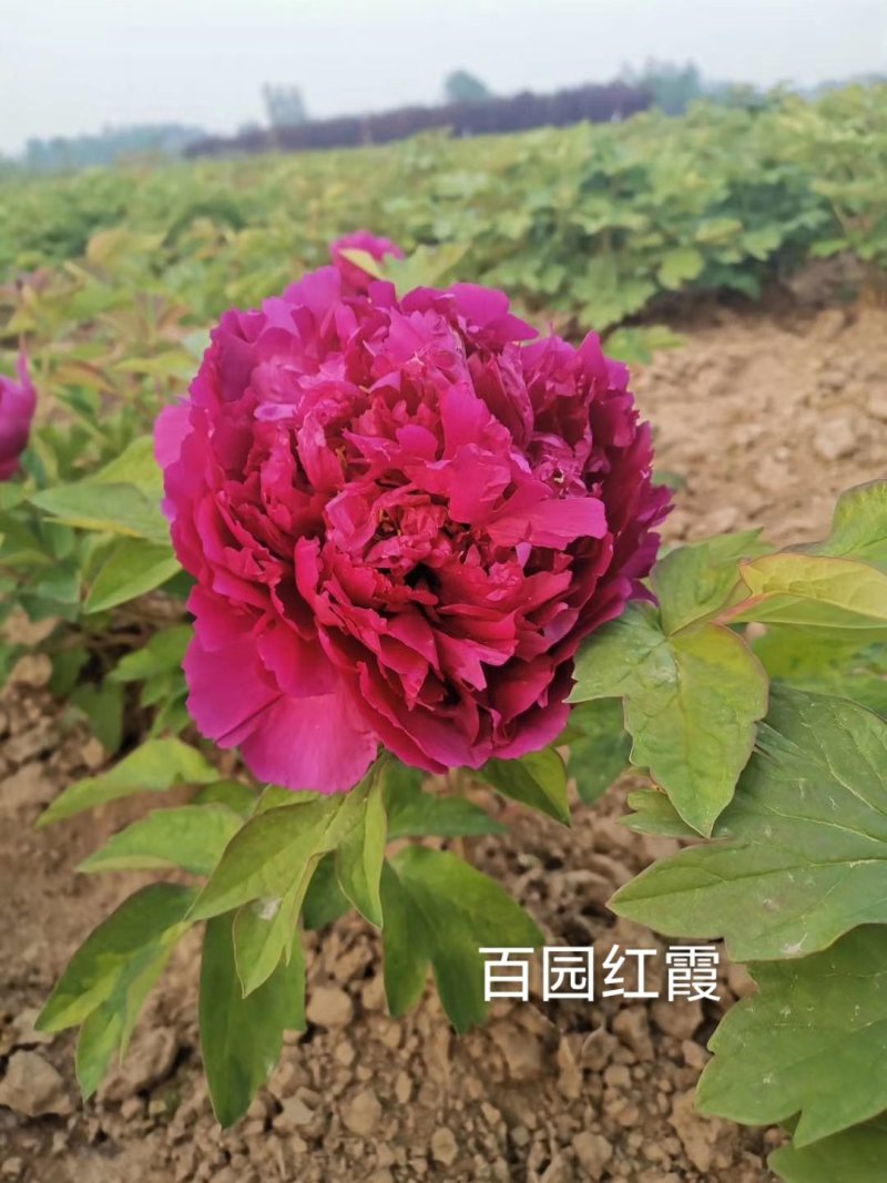 菏泽观赏牡丹牡丹花牡丹苗牡丹种植地出售牡丹树