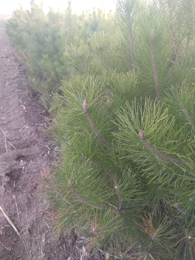 油松杯苗，大田油松，价格优惠产地河北张家口