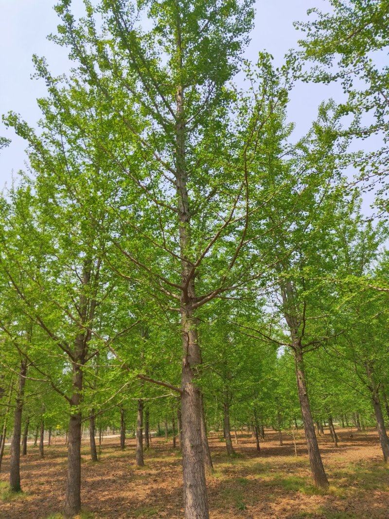 银杏基地自产自销供应20-30公分银杏树，银杏树最新价格