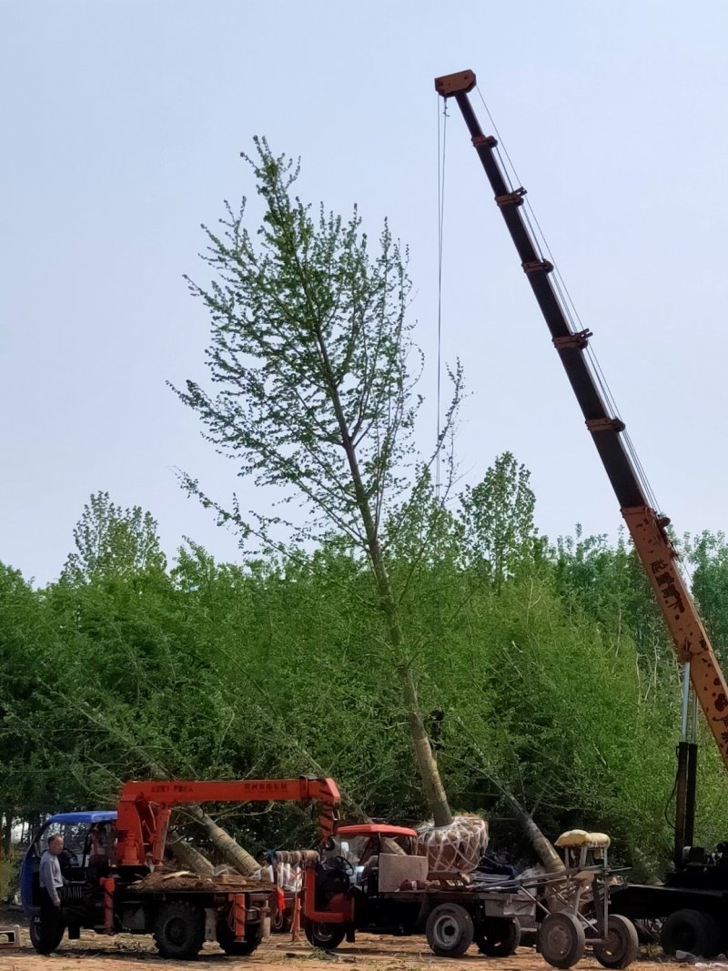 银杏基地自产自销供应20-30公分银杏树，银杏树最新价格