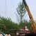 银杏基地自产自销供应20-30公分银杏树，银杏树最新价格