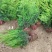 【龙柏苗】龙柏小苗基地直销量大从优
