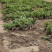 【龙柏苗】龙柏小苗基地直销量大从优