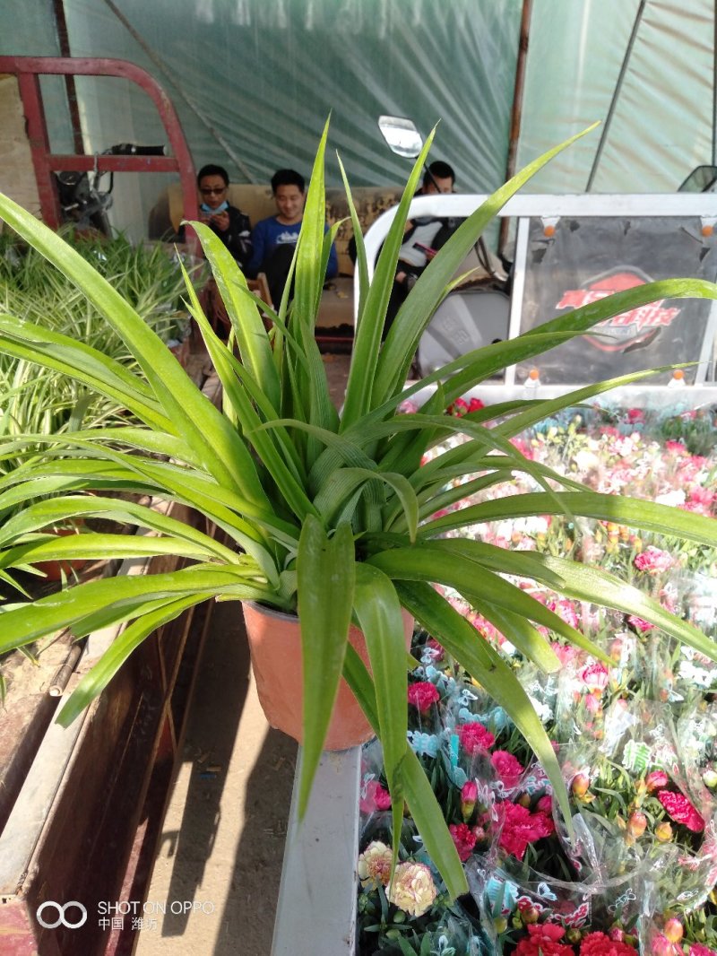 玫瑰，基地直销各个品种的玫瑰，绿化工程用苗，花色齐全，欢