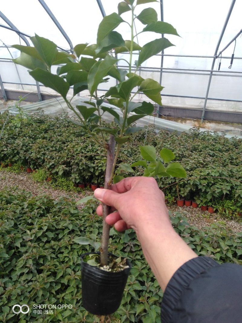 玫瑰，基地直销各个品种的玫瑰，绿化工程用苗，花色齐全，欢