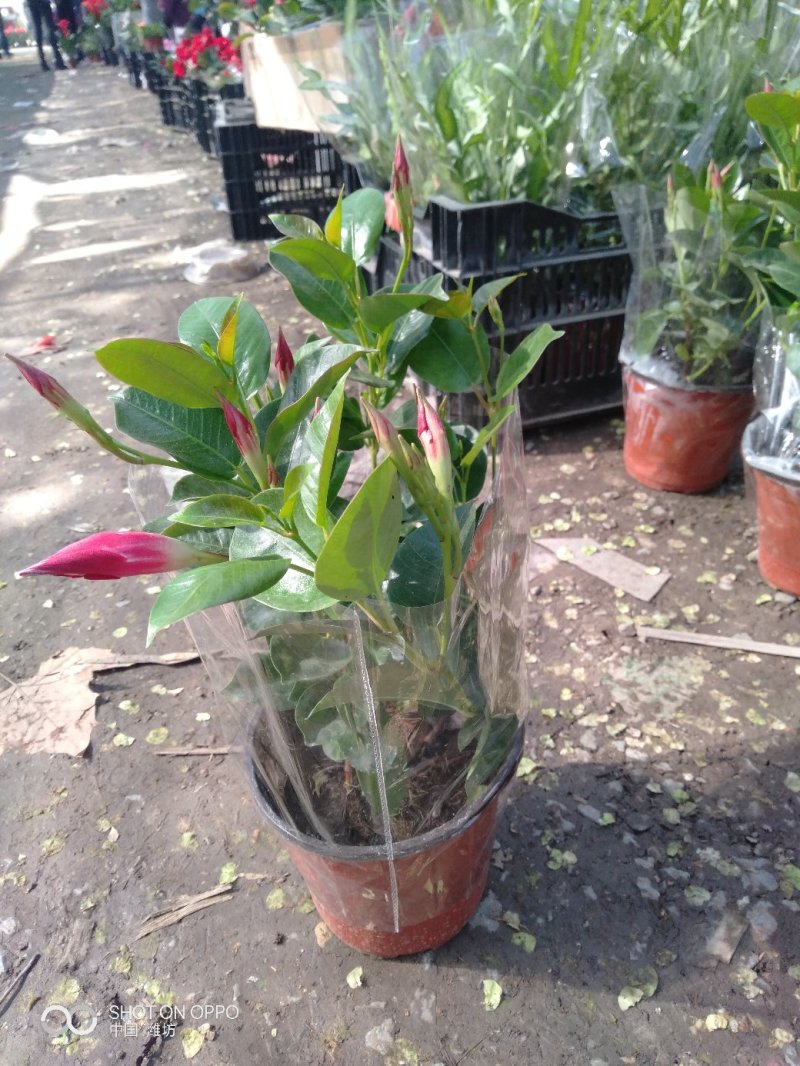 玫瑰，基地直销各个品种的玫瑰，绿化工程用苗，花色齐全，欢