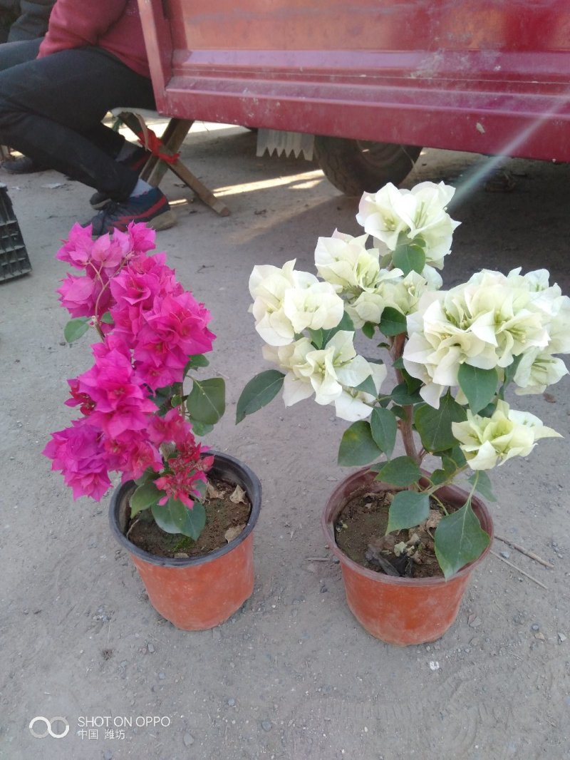 玫瑰，基地直销各个品种的玫瑰，绿化工程用苗，花色齐全，欢
