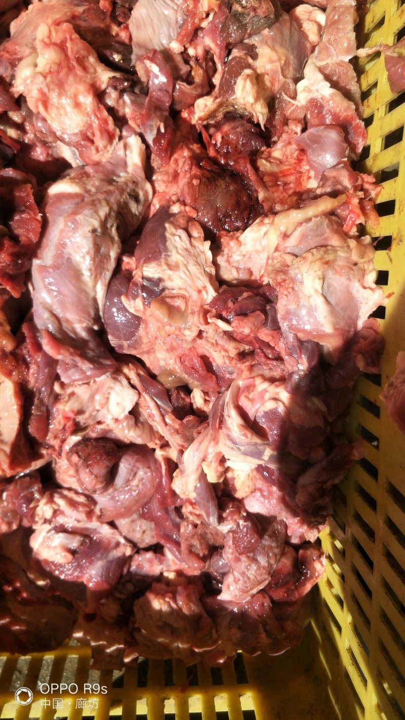 国产牛头碎肉，无油无胰子块大，量大优惠