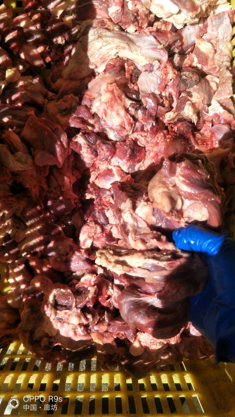国产牛头碎肉，无油无胰子块大，量大优惠