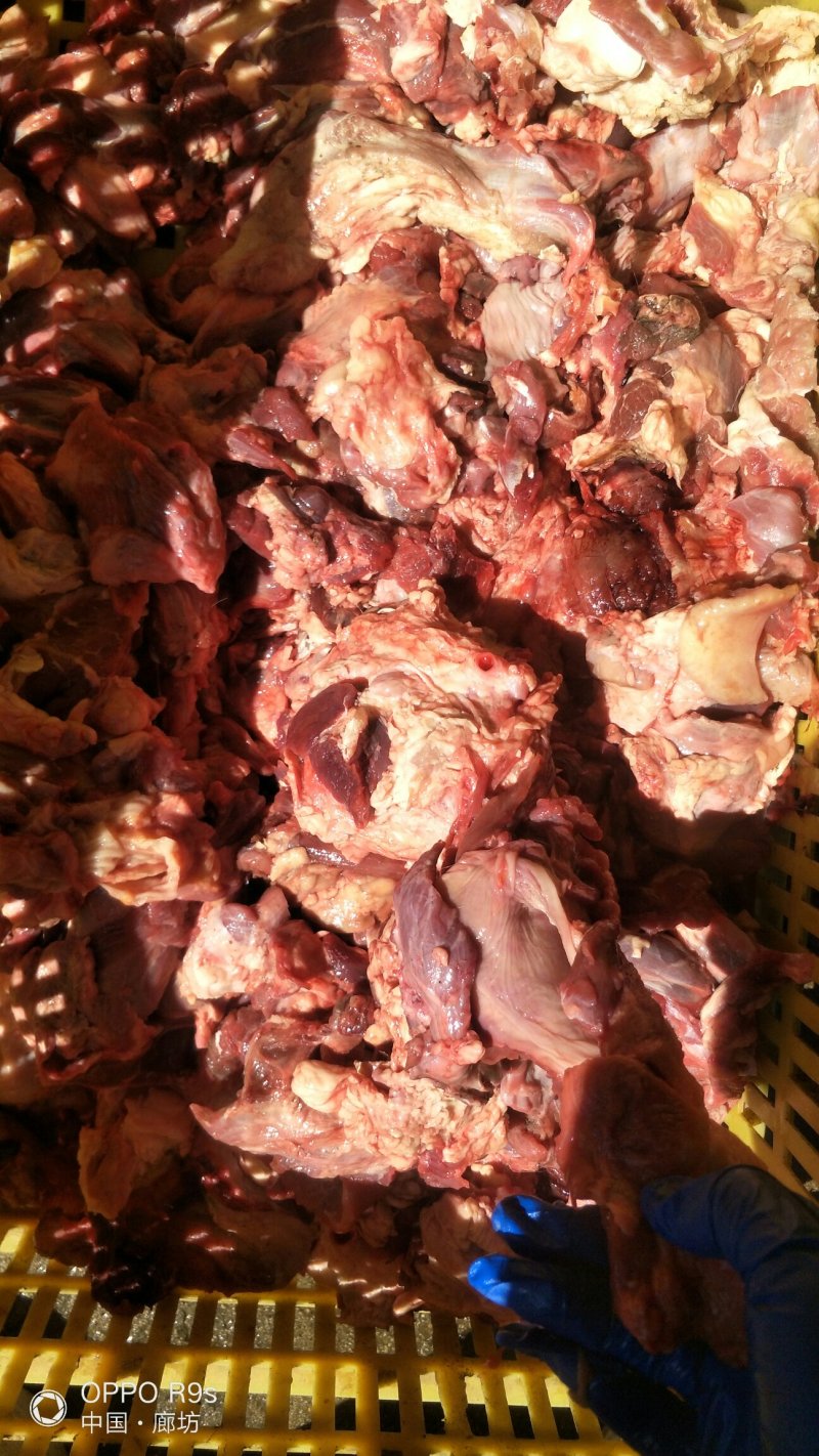 国产牛头碎肉，无油无胰子块大，量大优惠