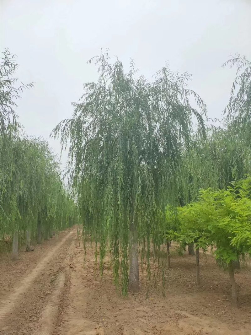 垂柳