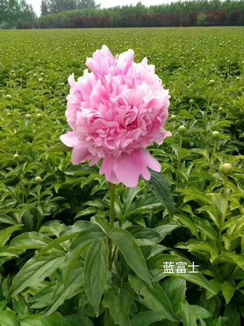 芍药鲜切花切花芍药山东切花芍药进口芍药种植基地