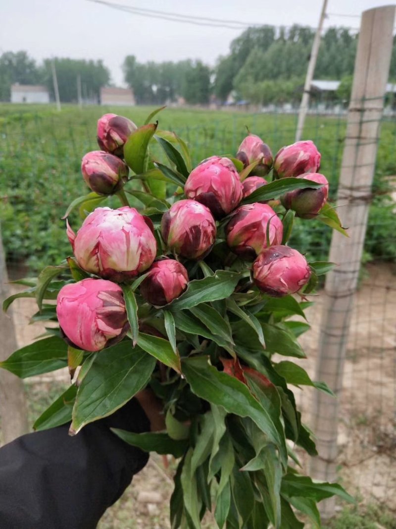芍药鲜切花切花芍药山东切花芍药进口芍药种植基地