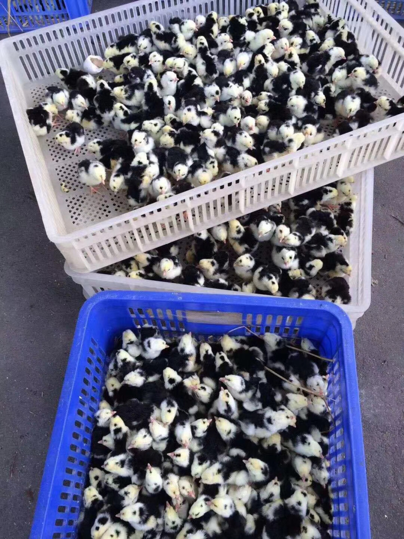 正宗贵妃鸡出壳苗统苗