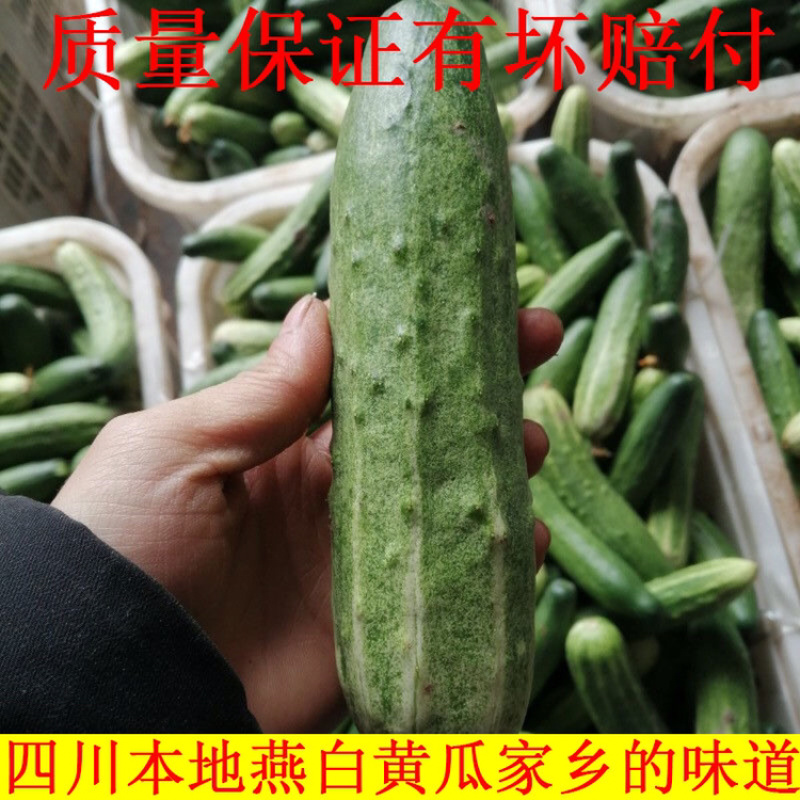 四川农家自种黄瓜新鲜现摘现发旱黄瓜嫩脆青瓜凉拌蔬菜