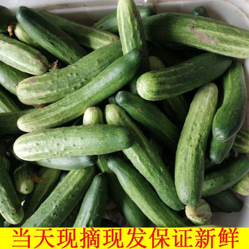 四川农家自种黄瓜新鲜现摘现发旱黄瓜嫩脆青瓜凉拌蔬菜