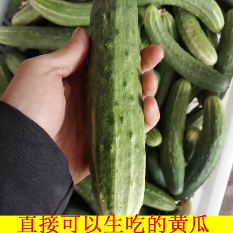 四川农家自种黄瓜新鲜现摘现发旱黄瓜嫩脆青瓜凉拌蔬菜