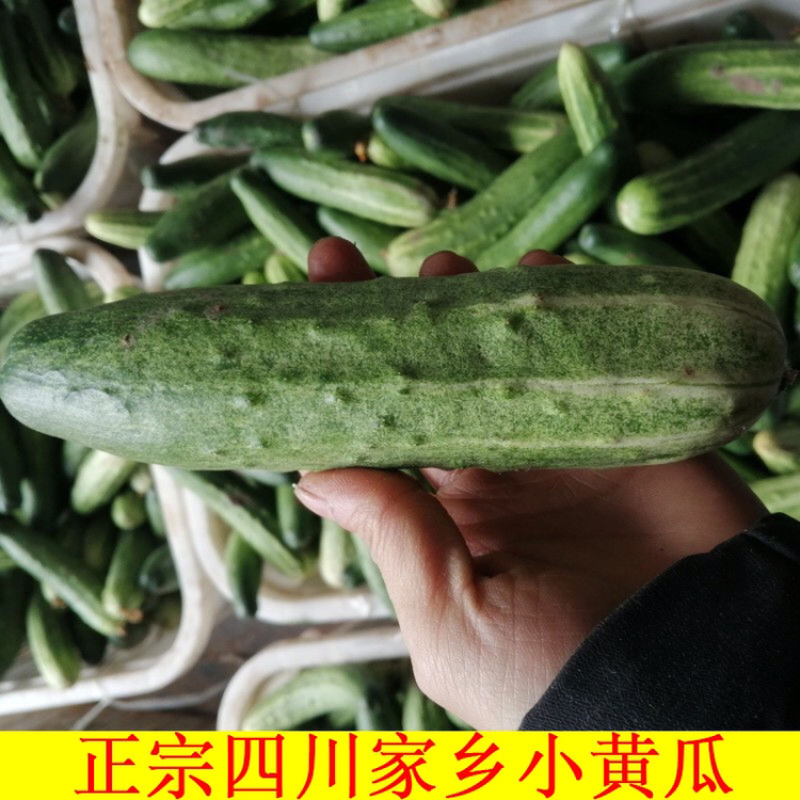 四川农家自种黄瓜新鲜现摘现发旱黄瓜嫩脆青瓜凉拌蔬菜