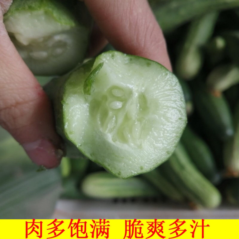 四川农家自种黄瓜新鲜现摘现发旱黄瓜嫩脆青瓜凉拌蔬菜